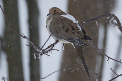 Tourterelle triste (Mourning Dove)