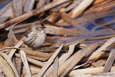 Sizerin flamm (Common Redpoll)