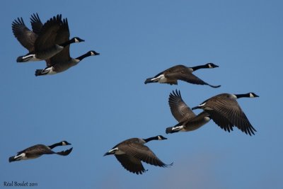 Bernache du Canada (Canada Goose)