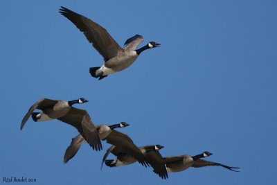 Bernache du Canada (Canada Goose)