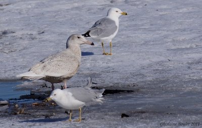 Goéland bourgmestre (Glaucous Gull)