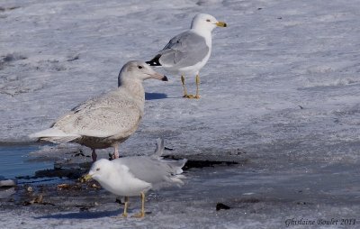 Goland bourgmestre (Glaucous Gull)