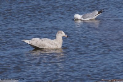 Goland bourgmestre (Glaucous Gull)