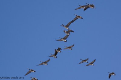 Bernache du Canada (Canada Goose)