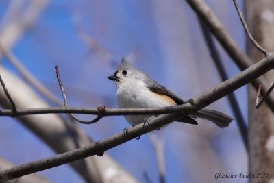 Msange bicolore (Tufted Titmouse)