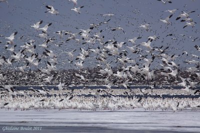 Oie des neiges (Snow Goose)