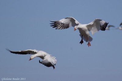 Oie des neiges (Snow Goose)