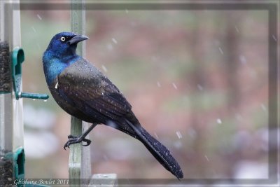 Quiscale bronzé (Common Grackle)