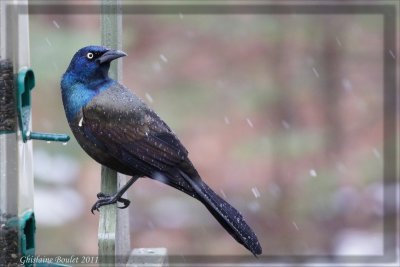 Quiscale bronz (Common Grackle)