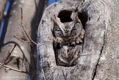 Petit-duc macul (Eastern Screech-Owl)