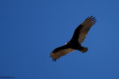 Urubu  tte rouge (Turkey Vulture)