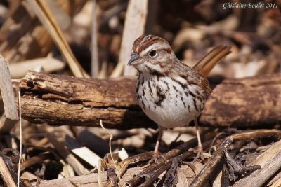 Bruant chanteur (Song Sparrow)