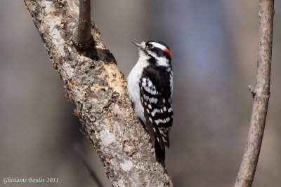 Pic mineur (Downy Woodpecker)