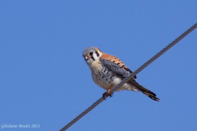 Crécerelle d'Amérique (American Kestrel)