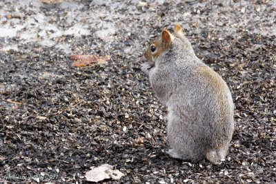 queue sans cureuil tail gris squirrel grey pbase medium animals sizes auto original small other ral boulet ghislaine et
