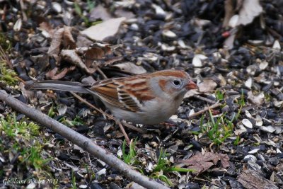 Bruant des champs (Field Sparrow)