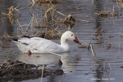 Oie des neiges (Snow Goose)