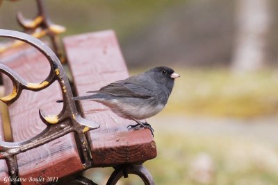Junco ardoisé (Dark-eyed Junco)