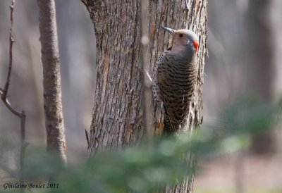 Pic flamboyant (Northern Flicker)