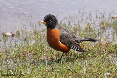 Merle d'Amrique (American Robin)