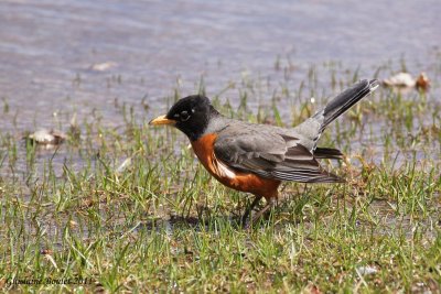 Merle d'Amrique (American Robin)