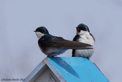 Hirondelle bicolore (Tree Swallow)