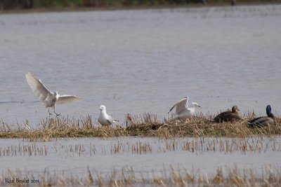 Héron garde-boeuf (Cattle Egret)