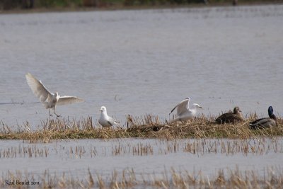 Hron garde-boeuf (Cattle Egret)