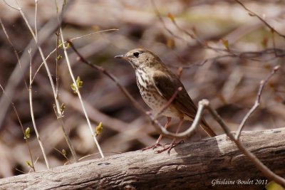 Grive solitaire (Hermit Thrush)