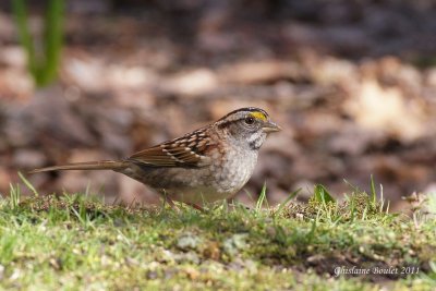 Bruant à gorge blanche (White-throated Sparrow)
