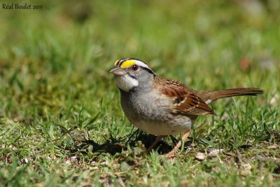Bruant à gorge blanche (White-throated Sparrow)