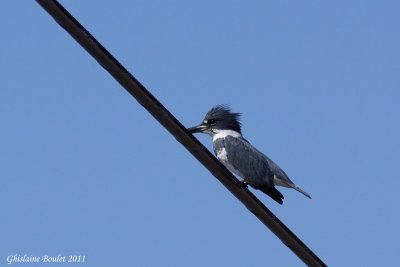 Martin pcheur dAmrique (Belted Kingfisher)