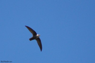 Martinet ramoneur (Chimney Swift)