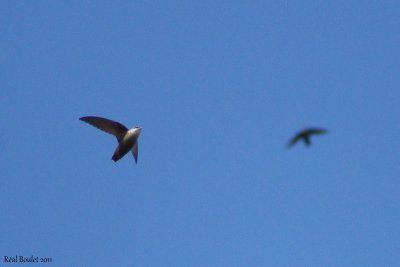 Martinet ramoneur (Chimney Swift)