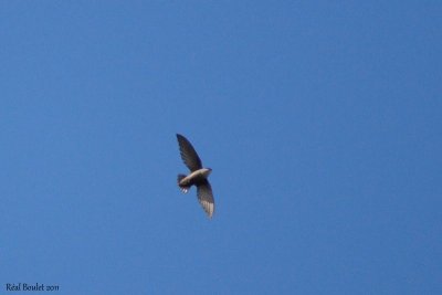 Martinet ramoneur (Chimney Swift)