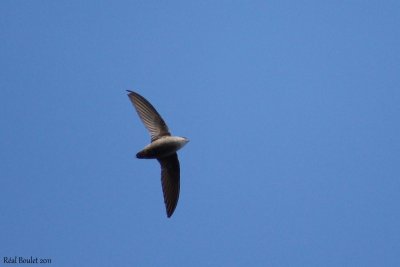 Martinet ramoneur (Chimney Swift)