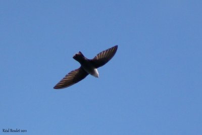 Martinet ramoneur (Chimney Swift)