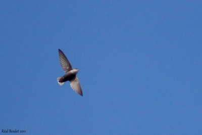 Martinet ramoneur (Chimney Swift)