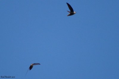 Martinet ramoneur (Chimney Swift)