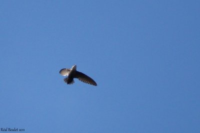 Martinet ramoneur (Chimney Swift)