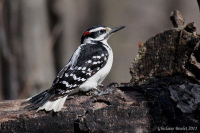 Pic chevelu (Hairy Woodpecker)