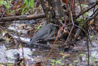 Quiscale rouilleux (Rusty Blackbird)