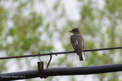 Moucherolle  cts olive (Olive-sided Flycatcher)