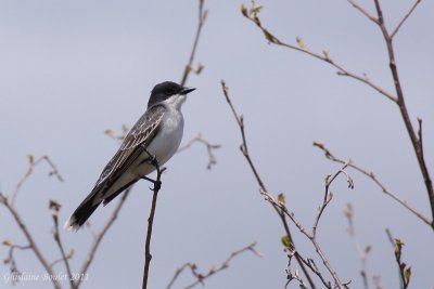 Tyran tritri (Eastern kingbird)