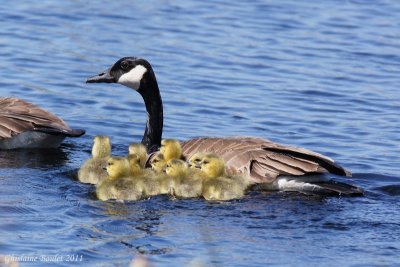 Bernache du Canada (Canada Goose)