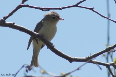 Viro mlodieux (Warbling Vireo)