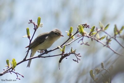 Viro mlodieux (Warbling Vireo)