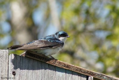 Hirondelle bicolore (Tree Swallow)