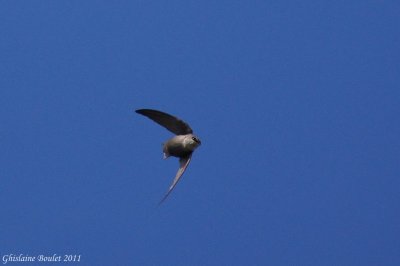 Martinet ramoneur (Chimney Swift)