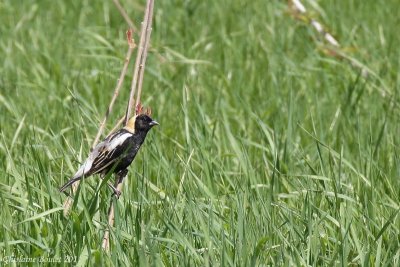 Goglu des prs (Bobolink)